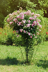 Image showing Rosebush