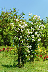 Image showing Rosebush