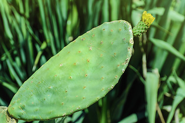 Image showing Opuntia