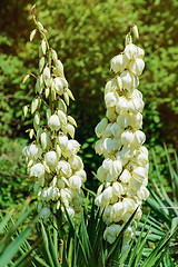 Image showing Yucca