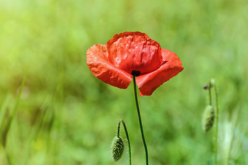 Image showing Poppy