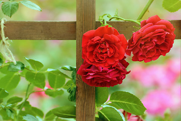 Image showing Red Roses