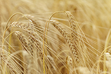 Image showing Rye Field