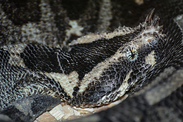 Image showing Rhinoceros Viper