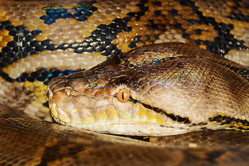 Image showing Python