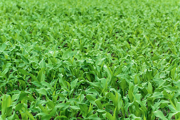 Image showing Cornfield