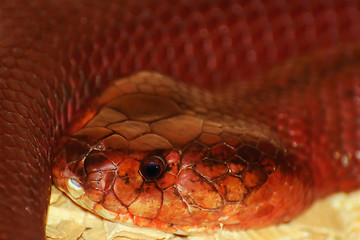 Image showing Red Spitting Cobra