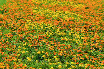 Image showing Marigold