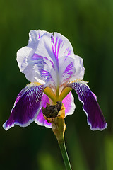 Image showing Iris