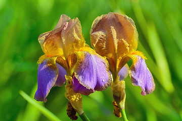 Image showing Brown Irises