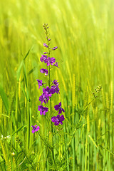 Image showing Larkspur Flower