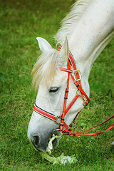 Image showing Horse