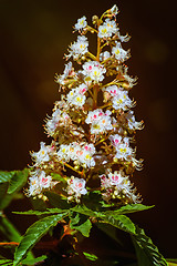 Image showing Chestnut Flowers