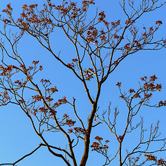 Image showing Bare Tree