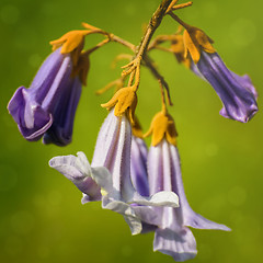 Image showing Paulownia Flowers