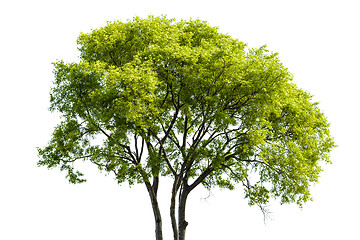 Image showing Llimb Of Tree