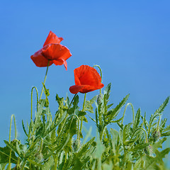 Image showing Poppies