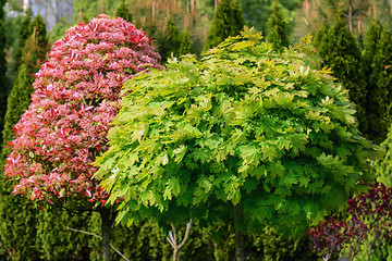 Image showing Trees