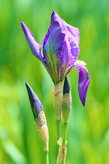 Image showing Blue Irises 