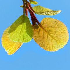 Image showing Kiwi Leaves