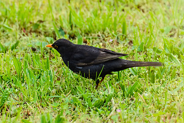 Image showing Common Blackbird