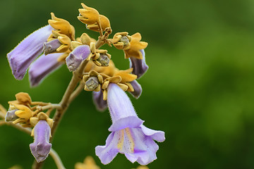 Image showing Paulownia