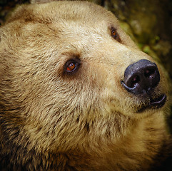 Image showing Portrait Of The Bear