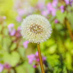 Image showing Dandelion