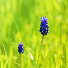 Image showing Muscari