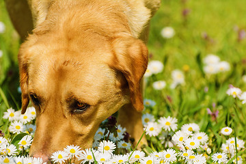 Image showing Dog Smelling Flowers