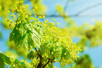 Image showing Leaves Of Maple