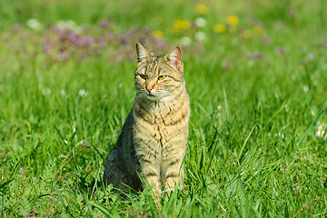 Image showing Cat In The Grass