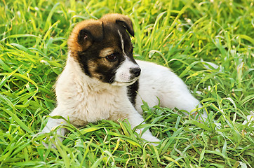 Image showing Puppy