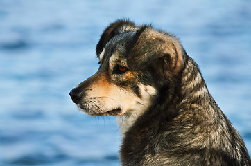 Image showing Portrait Of Dog