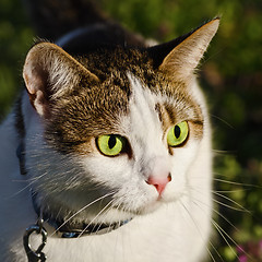 Image showing Portrait Of Cat