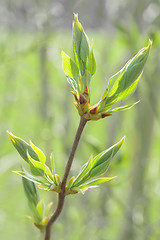 Image showing Spring sprouting branch with blooming buds and new fresh leaves