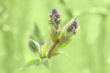 Image showing Springtime bush sprouting sprig with blossoming leaves and fresh