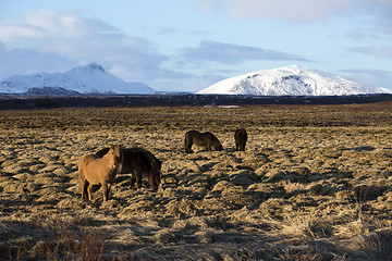 Image showing Portrait of a herd of Icelandic horses