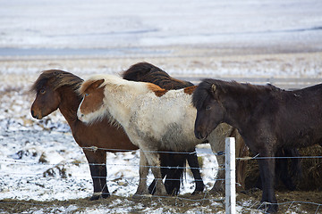 Image showing Herd of Icelandic horses in wintertime