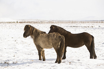 Image showing Two Icelandic horses in wintertime