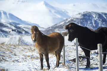 Image showing Portrait of a herd of Icelandic horses