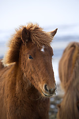 Image showing Portrait of a young brown Icelandic foal