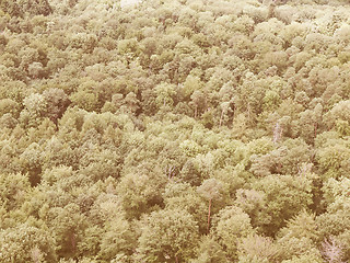 Image showing Retro looking Forest of trees