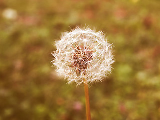 Image showing Retro looking Dandelion picture