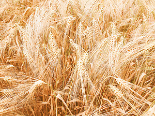 Image showing Retro looking Barleycorn field