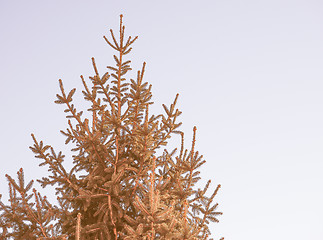 Image showing Retro looking Pine tree