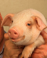 Image showing Piglet