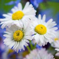 Image showing Bouquet of field flowers, close-up  