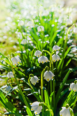 Image showing White Spring snowdrops, close-up 