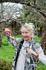 Image showing Woman cuts a branch at an Apple-tree, a spring in the garden 